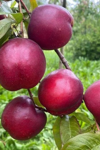 Нектарин ‘Хоней Хейвен’|Prunus persica var. nucipersica ‘Honey Haven’|Нектарин ‘Хоней Хейвен’